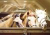 Chapman Freeborn Group Facilitates Transport of 121 Mongolian Horses